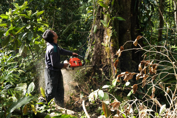 How Our Tree Care Process Works  in  Hacienda Heights, CA